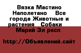 Вязка Мастино Наполетано  - Все города Животные и растения » Собаки   . Марий Эл респ.